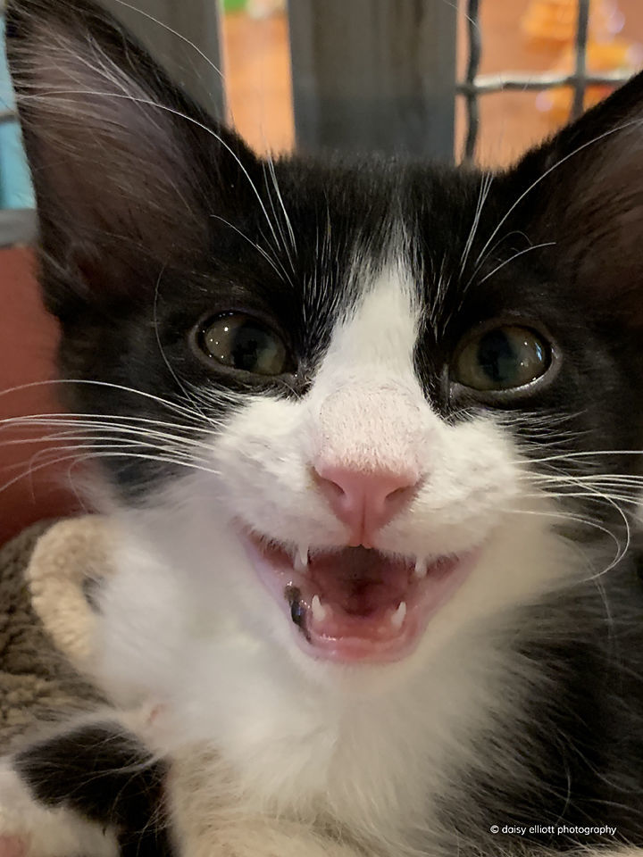 Adopt a friend: Winky